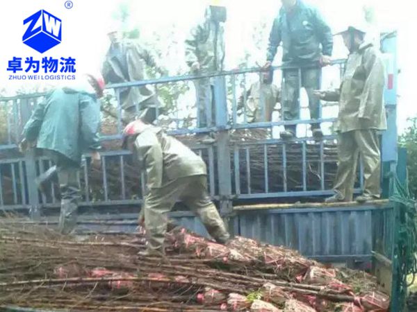 樹苗，樹木運輸案例11